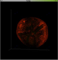tomato-red.jpg (37831 bytes)